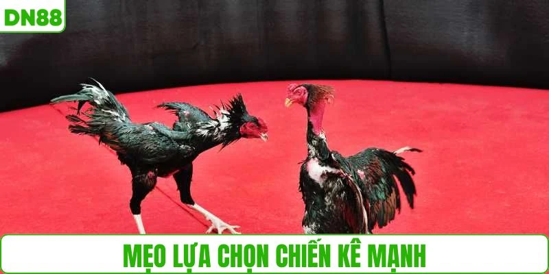 Kinh nghiệm lựa chọn chiến kê chuẩn xác